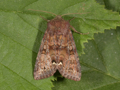 Rødt hagefly (Ceramica pisi)