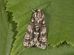 Ospekveldfly (Acronicta megacephala)