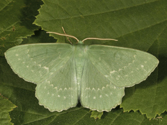 Kjempebladmåler (Geometra papilionaria)