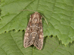 Busklundfly (Lacanobia thalassina)