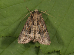 Slåttengfly (Apamea remissa)