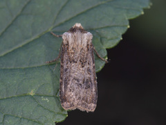 Brunpudret jordfly (Agrotis clavis)