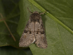 Rotstrekvierfly (Brachylomia viminalis)