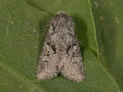 Rotstrekvierfly (Brachylomia viminalis)