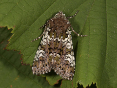 Flekkfly (Crypsedra gemmea)