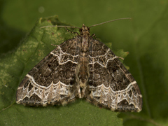 Geitramsdråpemåler (Ecliptopera silaceata)