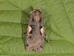 C-tegnet bakkefly (Xestia c-nigrum)