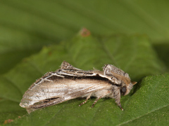 Seljetannspinner (Pheosia tremula)