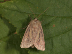 Starrfly (Denticucullus pygmina)