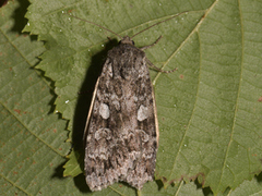 Mørkt skogfly (Eurois occulta)