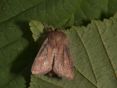 Starrfly (Denticucullus pygmina)