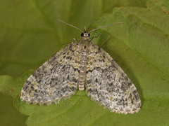 Grønn tungemåler (Acasis viretata)