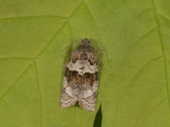 Grå bladvikler (Syndemis musculana)