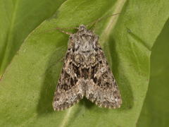 Rotstrekvierfly (Brachylomia viminalis)