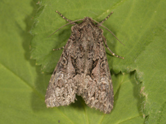 Rotstrekvierfly (Brachylomia viminalis)