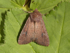 Rødt fjellengfly (Apamea kuusamoensis)