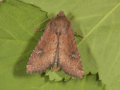 Rødt fjellengfly (Apamea kuusamoensis)