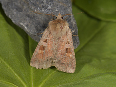 Skogteglfly (Diarsia mendica)