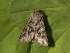 Rotstrekvierfly (Brachylomia viminalis)