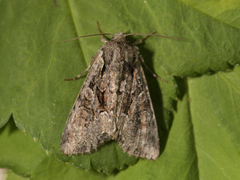 Rotstrekvierfly (Brachylomia viminalis)