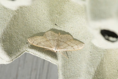 Vinkelengmåler (Idaea aversata)