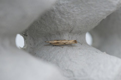 Gul nebbmott (Agriphila inquinatella)