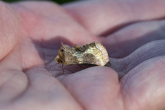 Mindre båndmetallfly (Diachrysia stenochrysis)