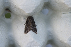 Kålfly (Mamestra brassicae)