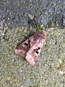 Buemerket seljefly (Orthosia gothica)