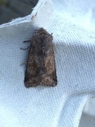 Buemerket seljefly (Orthosia gothica)