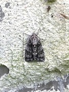 Syrekveldfly (Acronicta rumicis)