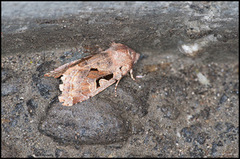 Buemerket seljefly (Orthosia gothica)