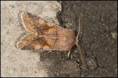 Buemerket seljefly (Orthosia gothica)