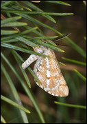 Furumåler (Bupalus piniaria)