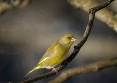 Grønnfink (Chloris chloris)