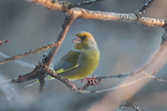 Grønnfink (Chloris chloris)