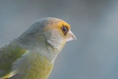 Grønnfink (Chloris chloris)