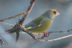 Grønnfink (Chloris chloris)