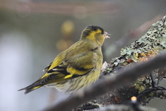 Grønnsisik (Spinus spinus)