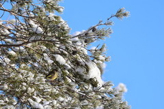 Grønnfink (Chloris chloris)