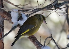 Grønnfink (Chloris chloris)