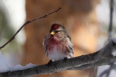 Gråsisik (Acanthis flammea)