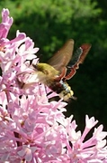 Bredkantet humlesvermer (Hemaris fuciformis)