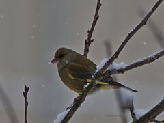 Grønnfink (Chloris chloris)