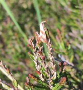 Bredbåndpraktvikler (Falseuncaria ruficiliana)