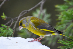 Grønnfink (Chloris chloris)