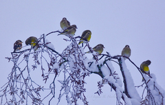 Grønnfink (Chloris chloris)