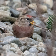 Gråsisik (Acanthis flammea)