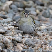 Grønnsisik (Spinus spinus)