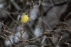 Grønnsisik (Spinus spinus)